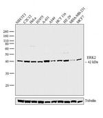 ERK2 Antibody in Western Blot (WB)