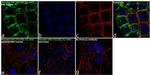 Phospho-SHC (Tyr239, Tyr240) Antibody