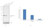 p38 MAPK alpha Antibody in Western Blot (WB)