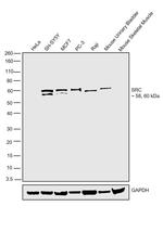 SRC Antibody