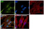 PIN1 Antibody in Immunocytochemistry (ICC/IF)