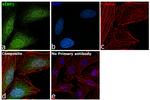 4EBP1 Antibody in Immunocytochemistry (ICC/IF)