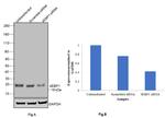 4EBP1 Antibody in Western Blot (WB)