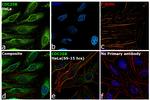 Cdc25B Antibody