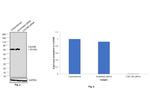 Cdc25B Antibody in Western Blot (WB)