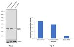 Ezrin Antibody in Western Blot (WB)