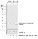 H4K12ac Antibody in Western Blot (WB)