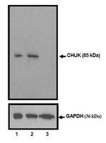 IKK alpha Antibody in Western Blot (WB)