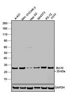 Bcl-xL Antibody in Western Blot (WB)