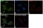 FADD Antibody in Immunocytochemistry (ICC/IF)