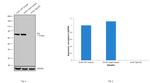 Syk Antibody in Western Blot (WB)