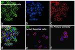 Syk Antibody in Immunocytochemistry (ICC/IF)