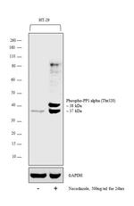 Phospho-PP1 alpha (Thr320) Antibody