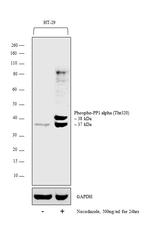 Phospho-PP1 alpha (Thr320) Antibody in Western Blot (WB)