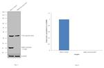 alpha Synuclein Antibody in Western Blot (WB)