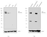 Amyloid Precursor Protein Antibody