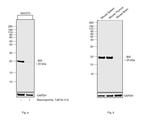 BID Antibody in Western Blot (WB)