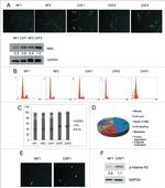 Phospho-Histone H3 (Ser10) Antibody in Western Blot, Immunocytochemistry (WB, ICC/IF)