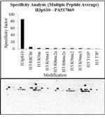 Phospho-Histone H3 (Ser10) Antibody