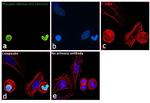 Phospho-Histone H3 (Ser10) Antibody in Immunocytochemistry (ICC/IF)