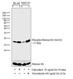 Phospho-Histone H3 (Ser10) Antibody in Western Blot (WB)