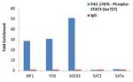 Phospho-STAT3 (Ser727) Antibody in ChIP Assay (ChIP)