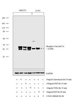 Phospho-c-Jun (Ser73) Antibody in Western Blot (WB)