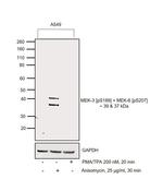 Phospho-MEK3/MEK6 (Ser189, Ser207) Antibody