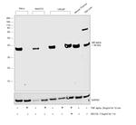 IkB alpha Antibody