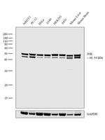 JNK1 Antibody in Western Blot (WB)