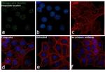 Phospho-p53 (Ser20) Antibody