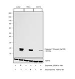 Caspase 7 (Cleaved Asp198) Antibody in Western Blot (WB)