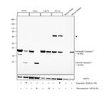 Caspase 7 Antibody