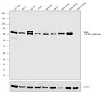 NUMB Antibody in Western Blot (WB)