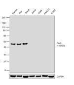 PAX5 Antibody in Western Blot (WB)