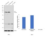 CDT1 Antibody in Western Blot (WB)