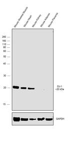 DJ-1 Antibody