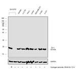 DJ-1 Antibody in Western Blot (WB)