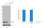 DJ-1 Antibody in Western Blot (WB)