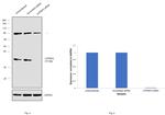 ATP6IP2 Antibody in Western Blot (WB)