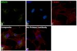 VPS35 Antibody in Immunocytochemistry (ICC/IF)