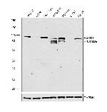 FGFR1 Antibody in Western Blot (WB)