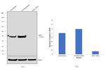 NPM1 Antibody in Western Blot (WB)