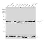 beta-Arrestin 2 Antibody in Western Blot (WB)