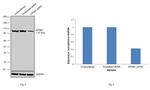 KPNB1 Antibody