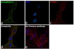 Cyclophilin A Antibody in Immunocytochemistry (ICC/IF)