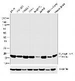 Cyclophilin A Antibody in Western Blot (WB)