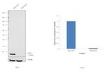 SOD1 Antibody