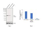 CK1 delta Antibody in Western Blot (WB)