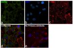 HSC70 Antibody in Immunocytochemistry (ICC/IF)